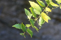 Atherosperma moschatum