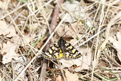 Eurranthis plummistaria