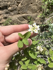 Lantana peduncularis