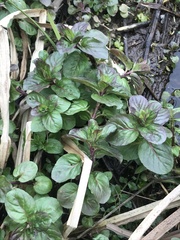 Mentha aquatica