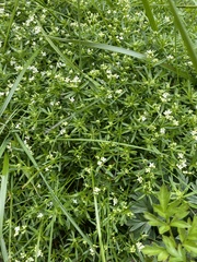 Galium sudeticum
