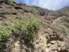 Lantana peduncularis