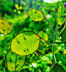 Lunaria annua