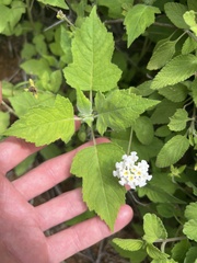 Lantana peduncularis