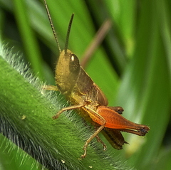 Amblytropidia
