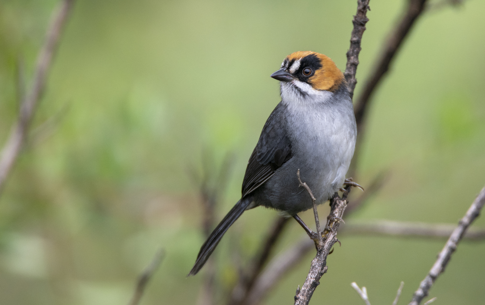Black-spectacled Brushfinch (Atlapetes melanopsis), photo 7