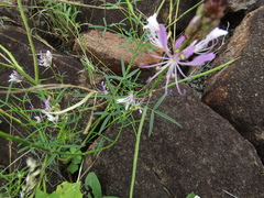 Cleome hirta