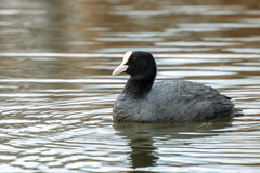 Fulica atra