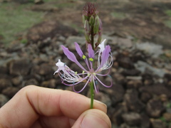 Cleome hirta