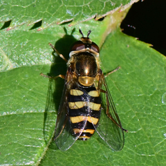 Eupeodes fumipennis