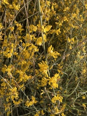 Genista cinerea