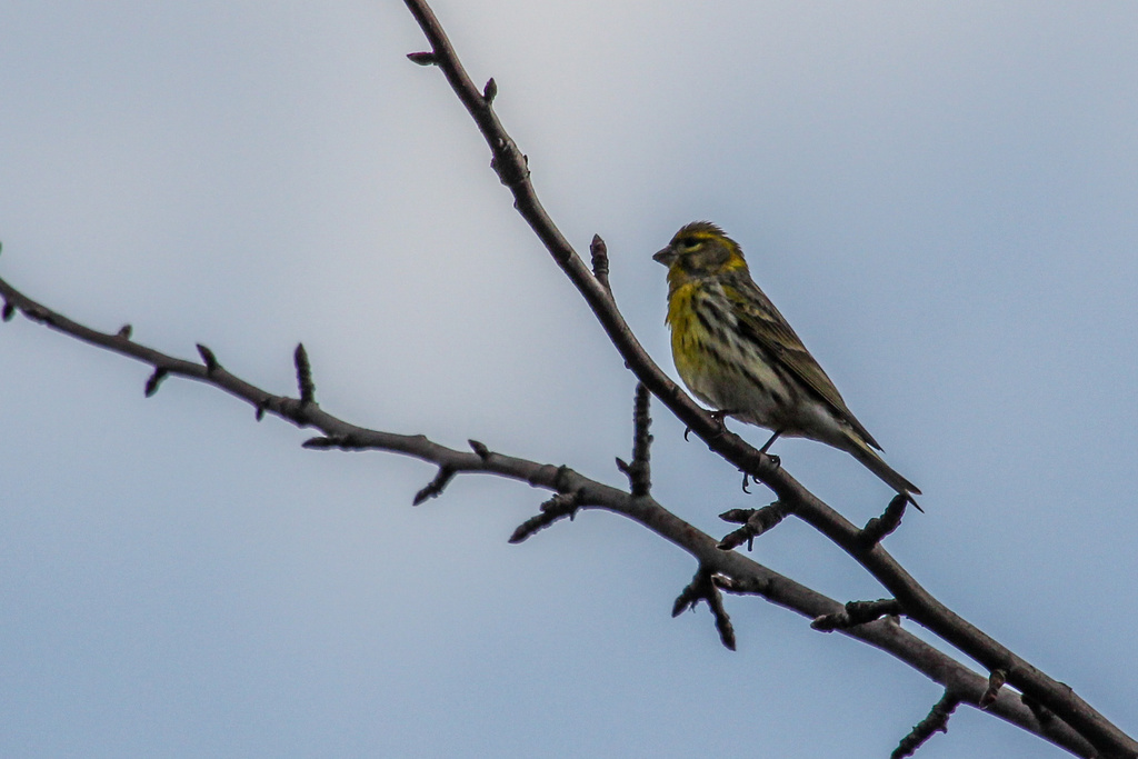 Typical Serins and Allies (Serinus) - Avian Discovery