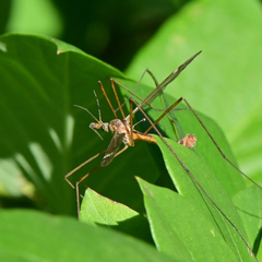 Hesperotipula
