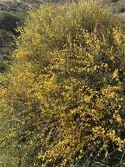 Genista cinerea