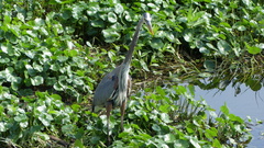 Hydrocotyle ranunculoides