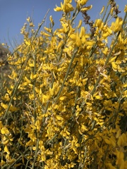 Genista cinerea