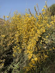 Genista cinerea