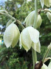 Yucca cernua