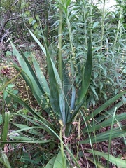 Yucca cernua
