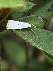 Argyria gonogramma