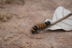 Dysschema boisduvallii