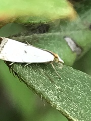 Argyria gonogramma