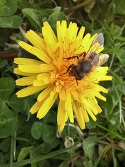 Apis mellifera