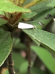 Argyria gonogramma