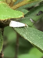 Argyria gonogramma