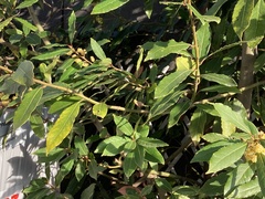 Laurus nobilis