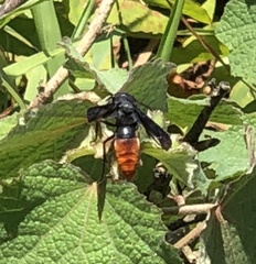 Anterhynchium mellyi