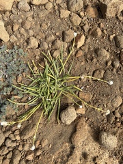 Lithophila radicata