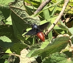 Anterhynchium mellyi