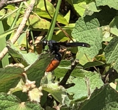 Anterhynchium mellyi