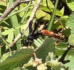 Anterhynchium mellyi