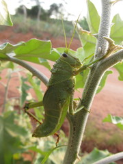 Brasilacris gigas
