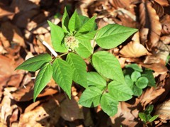 Vicia oroboides