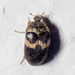 Black Carpet Beetles - Photo (c) Rui Da Silva Pinto, some rights reserved (CC BY-NC), uploaded by Rui Da Silva Pinto
