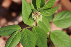 Vicia oroboides