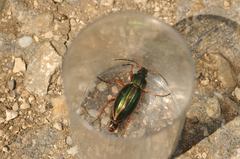 Carabus auratus