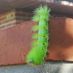 Automeris coresus