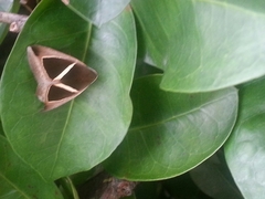 Chalciope mygdon
