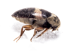 Attagenus fasciatus