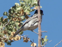 Dryoscopus cubla okavangensis