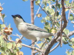 Dryoscopus cubla okavangensis