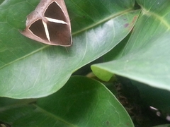 Chalciope mygdon