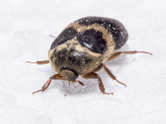 Attagenus fasciatus