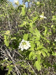 Lantana peduncularis