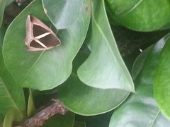 Chalciope mygdon