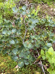 Salix herbacea